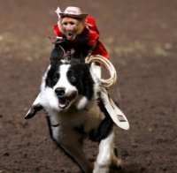 Маймуни яздиха кучета в лудо състезание