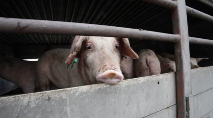 дърева бойко намери щастливи българи откри щастливи прасета