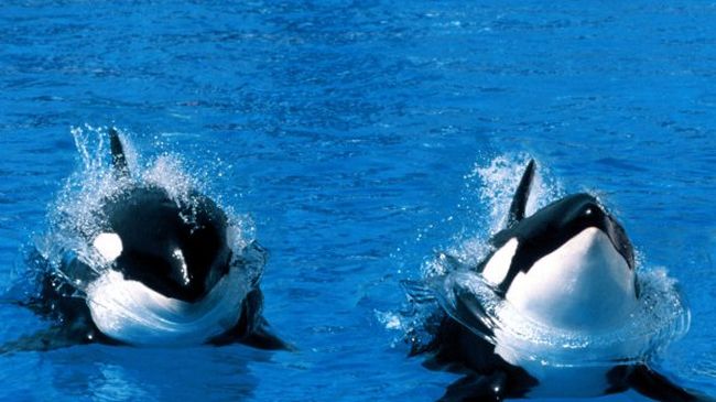 Япония обеща да продължи с улова на китове