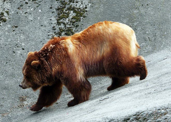 Швейцария си уби единствената мечка