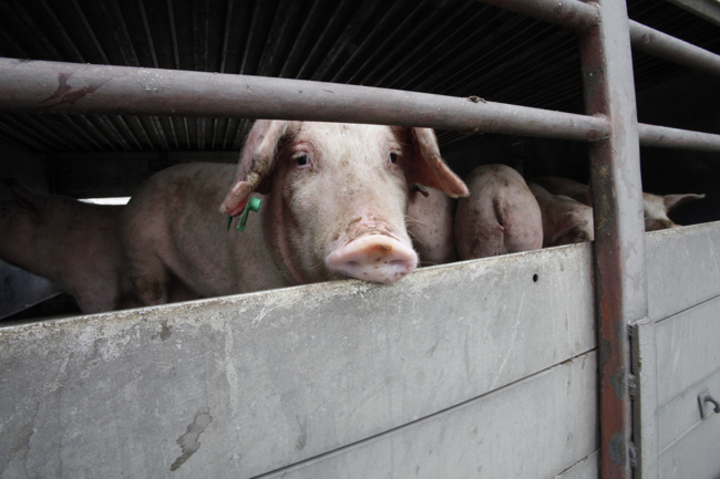 Дърева: Бойко не намери щастливи българи, но откри щастливи прасета