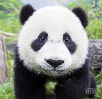 Добра новина! Първото бебе-панда за 2016-а се роди в Китай (снимка)
