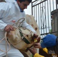 Откриха две нови огнища на нодуларен дерматит в Кюстендилския регион
