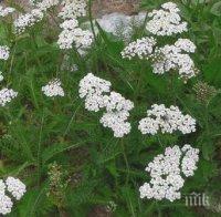 Неугледният бял равнец е лекува много болести