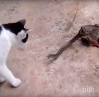 УНИКАЛНО ВИДЕО! Жаба и котка атакуват змия и я побеждават 