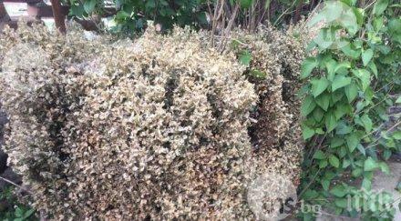 гъсеници нападнаха село пловдив унищожават храсти наред