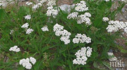 неугледният бял равнец лекува болести