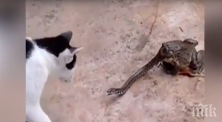 уникално видео жаба котка атакуват змия побеждават