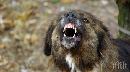 зло куче обезобрази стопанката