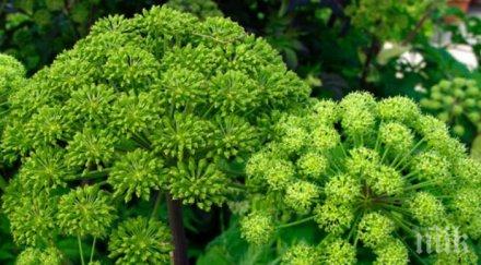 неизвестно чудо природата ангелската билка лекува