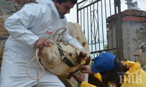 Откриха две нови огнища на нодуларен дерматит в Кюстендилския регион
