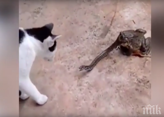 УНИКАЛНО ВИДЕО! Жаба и котка атакуват змия и я побеждават 