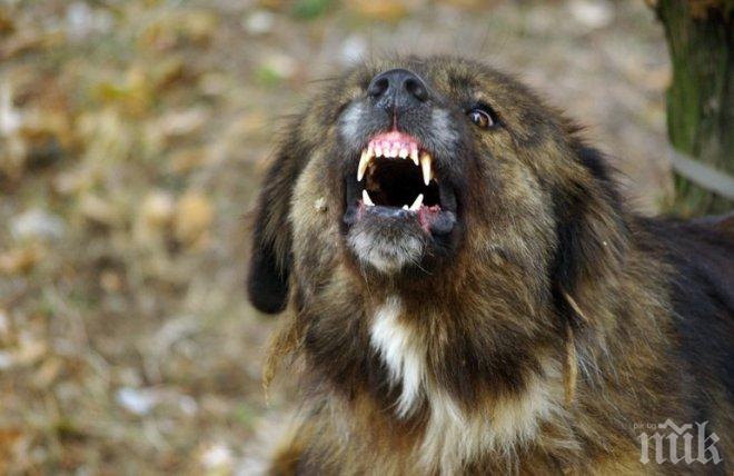 Зло куче обезобрази стопанката си