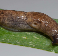 Напаст в Смолянско! Голи охлюви опоскаха фасула и картофите