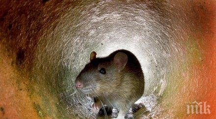 столичани паника стотици плъхове нападнаха софия дъждовете