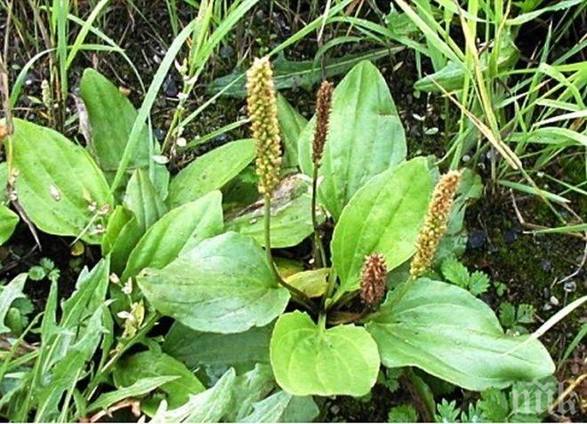 Обучават децата кат да опазват природата