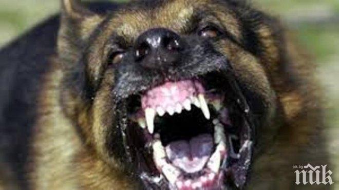 Куче нападна жена в центъра на Кърджали, спасиха я продавачки 