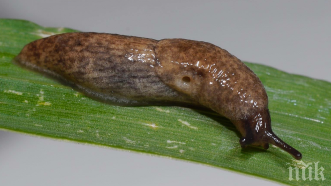 Напаст в Смолянско! Голи охлюви опоскаха фасула и картофите