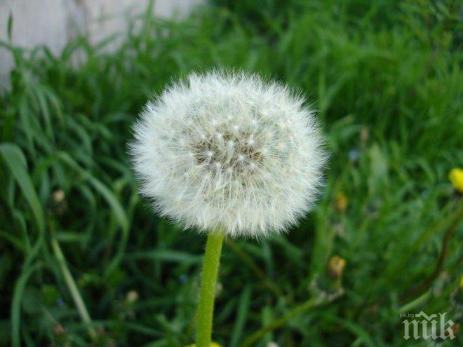 Шарлатани церят рак с глад и глухарчета