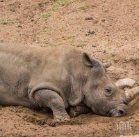 Шанс за оцеляване - африканските носорози емигрират в Австралия