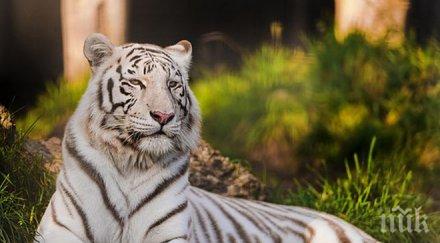 два бенгалски тигъра избягаха холандски резерват прекараха часа свобода