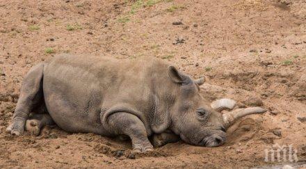 шанс оцеляване африканските носорози емигрират австралия