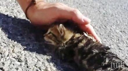 любовта животните помага едно безжизнено коте върне смъртта