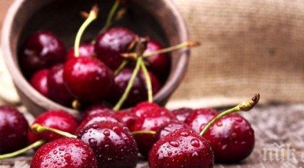 лошото време унищожи реколтите сезонът черешите провал