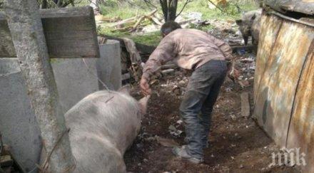 пловдивско село откраднаха храната прасетата