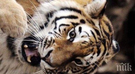 тигри избягаха приют холандия хванаха без инциденти