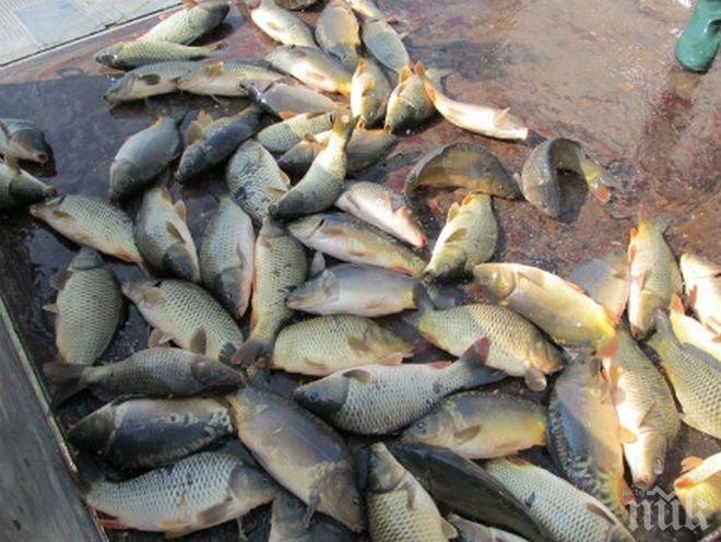 Заловиха  270 кг незаконно уловен калкан
