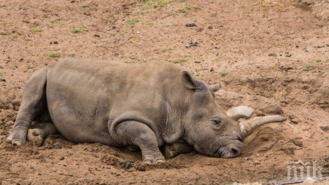 Шанс за оцеляване - африканските носорози емигрират в Австралия
