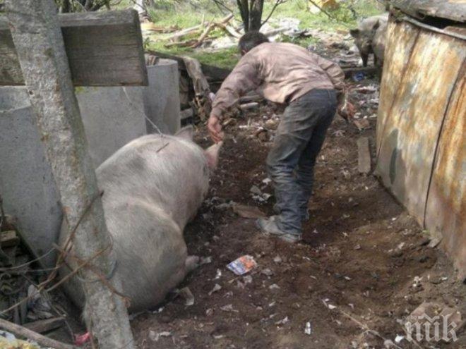 В пловдивско село откраднаха храната на прасетата