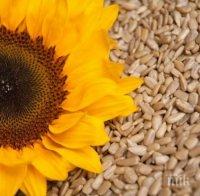 Слънчогледовото семе премахва стреса и напрежението