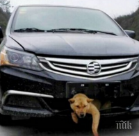 Той блъсна куче по време на шофиране, километри по-късно чу лай изпод колата...