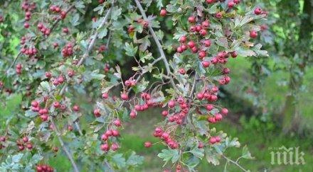 мощен природен лек прави сърцето чисто ново маха диоптъра