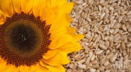 слънчогледовото семе премахва стреса напрежението
