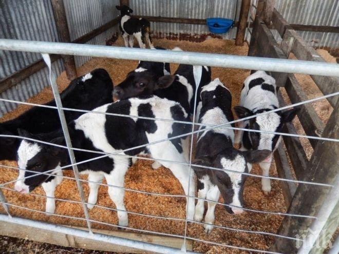 България подкрепя създаването на платформа за хуманно отношение към животните