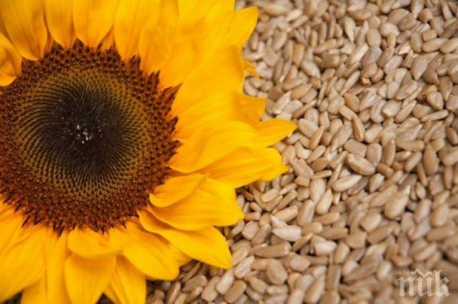 Слънчогледовото семе премахва стреса и напрежението