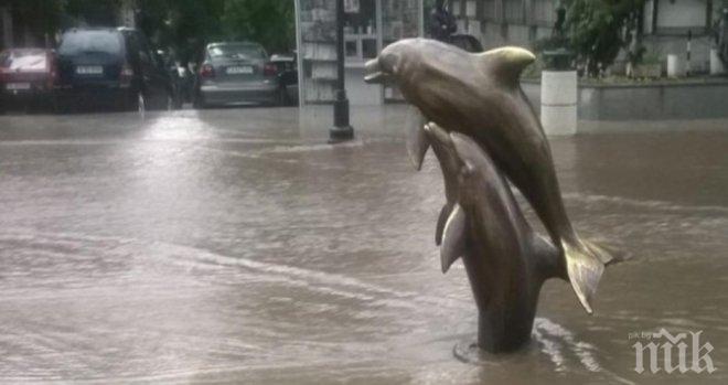Хит във Варна: Делфините плуват след потопа