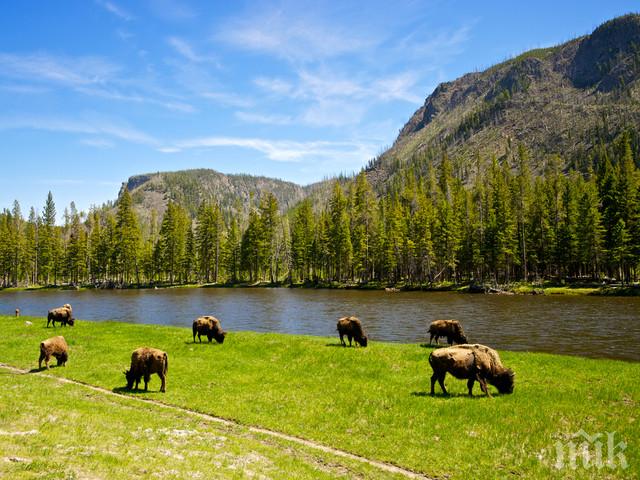 „Йелоустоун“ предупреди посетителите да оставят дивите животни на спокойствие