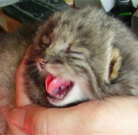 Странни малки котета бяха намерени в двора на един обикновен човек… 