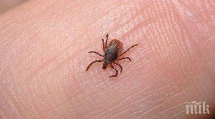рекорд кърлежа налазиха пастир минути
