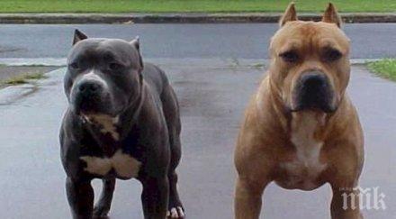 разярени питбули без наморници масово нападат хора казанлък стопаните нехаят снимки