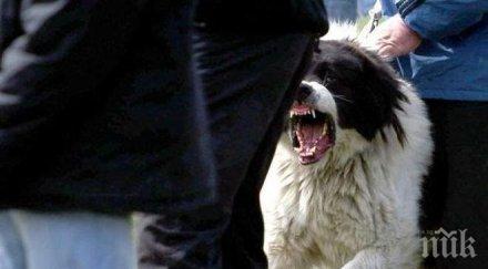 кръв благоевград жена нахапана жестоко каракачанката сина