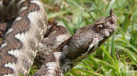 пепелянка ухапа мъж лозето прати реанимация