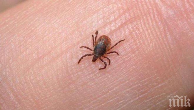 Рекорд: 35 кърлежа налазиха пастир за минути