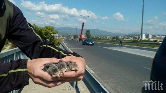 Жестока екотрагедия! Тотален мор на новоизлюпени птици заради подмяна на лампи в Благоевград
