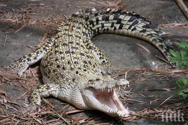 Австралийски пенсионер три часа отблъсква крокодили с гаечен ключ