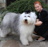 Куче терапевт влиза в детска онкология